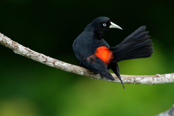 Scarlet-rumped Cacique