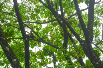 View of withered trees and green meadow in the morning in Wonosobo city park, Indonesia