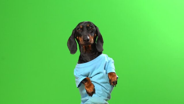 Adorable dachshund reaches up looking around against green chromakey studio. Domestic dog wearing blue t-shirt looks confused in empty studio