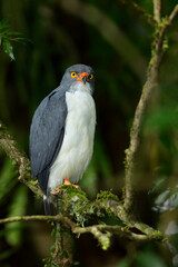 Semi-plumbeous hawk