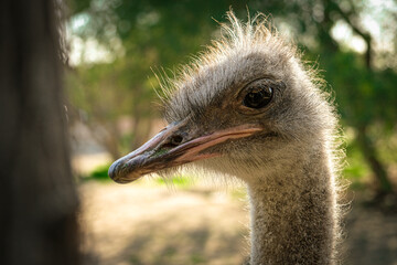 portrait of an ostrich