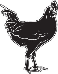 Leghorn Chicken Sketch Vector