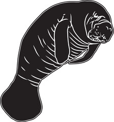 Manatee Sketch Vector