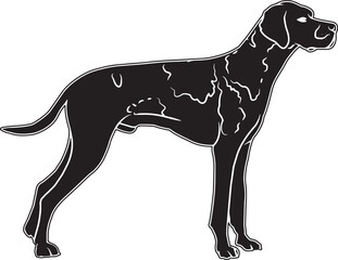 German Shorthaired Pointer Sketch