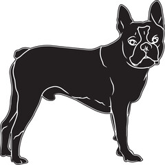 Boston Terrier Sketch