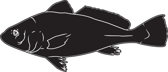 Atlantic Croaker Hand sketched, hand drawn vector clipart © Loveleen