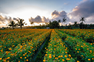 views of calendula field in bali, indonesia - obrazy, fototapety, plakaty