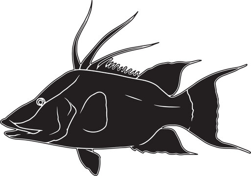 Hogfish Hand sketched, hand drawn vector clipart