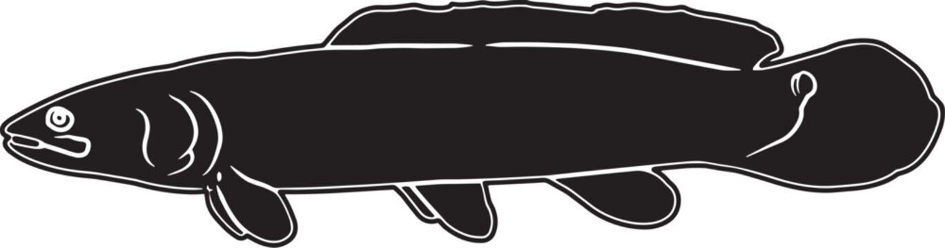 Bowfin Hand sketched, hand drawn vector clipart
