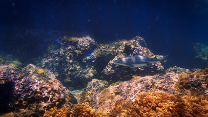 Fototapeta na wymiar Underwater photo of Blacktip reef shark at coral reef in beautiful light. From a scuba dive in the Andaman sea in Thailand.
