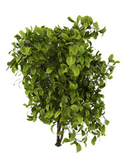 A green plant with leaves. PNG