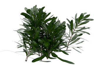 A bunch of green leaves with the word olive on it. PNG