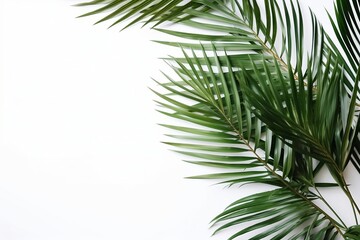 palm tree leaves, tropical background