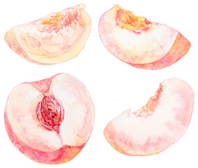 水彩画の桃　カットされた桃　イラスト　セット