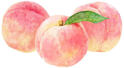 水彩画の桃のイラスト　3つ並んだ美味しそうな桃