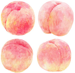 水彩画の桃　イラスト　セット