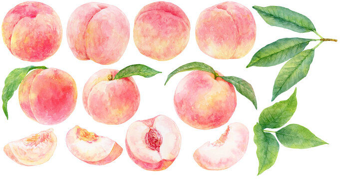 水彩画の桃　イラスト素材集　カットされた桃と桃の実、桃の葉、桃の枝のセット