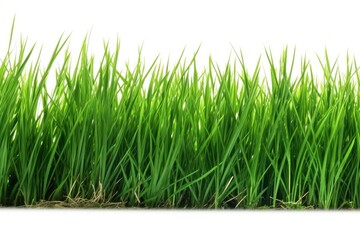 Fototapeta premium close-up green grass on a white background. Generative AI