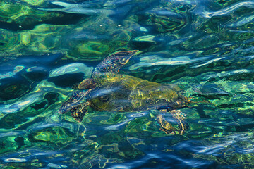 Obraz premium Brilliant abstract green sea turle swimming underwater.