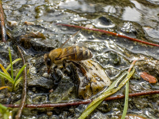 bees are very sensitive and they want to drink from clean water sources