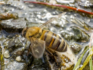 bees are very sensitive and they want to drink from clean water sources