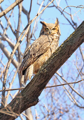 Great-horned Owl perched on a tree branch in the forest, Quebec, Canada