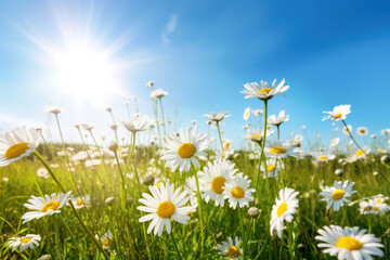 Fototapeta na wymiar Summer landscape of beautiful chamomile flower in meadow on blue sky background. Generative ai.