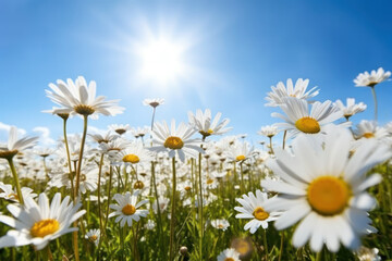 Fototapeta na wymiar Summer landscape of beautiful chamomile flower in meadow on blue sky background. Generative ai.