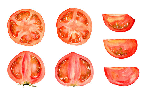 A set of tomato cross section images painted in watercolor