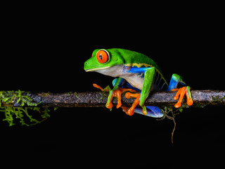 Red-eyed tree frog with bright vivid colors at night in tropical rainforest treefrog in jungle Costa Rica  