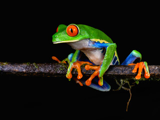 Red-eyed tree frog with bright vivid colors at night in tropical rainforest treefrog in jungle Costa Rica  