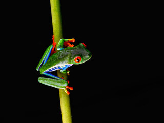 Red-eyed tree frog with bright vivid colors at night in tropical rainforest treefrog in jungle...