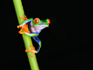 Red-eyed tree frog with bright vivid colors at night in tropical rainforest treefrog in jungle Costa Rica  