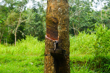 Latex is extracted from natural rubber rubber tree sources, Indonesia