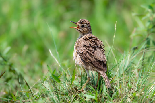 close-up of paddyfield pipit perching on grassyfield
