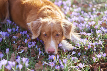sad , dreamy dog in crocus flowers. Pet in nature outdoors. Red Nova Scotia duck tolling retriever lies in the grass