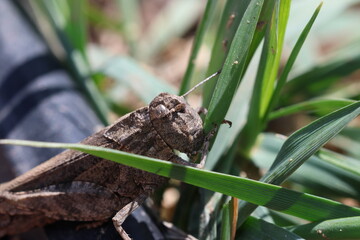 grasshopper eating grass macro