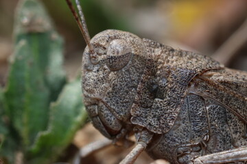 Macro close up of a grasshopper 