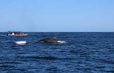 Whale's watchers and the whale, Mexico