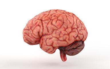 realistic brain with veins on white background