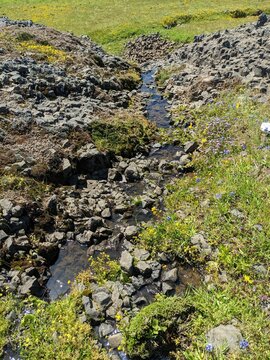 Upclose Super Bloom - Flowers