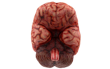 realistic brain with veins on white background