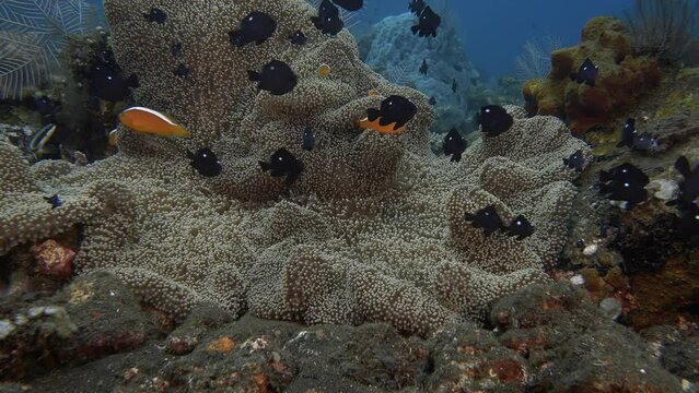 Haddon's carpet anemone in which marine life found refuge. Threespot Dascyllus (Dascyllus trimaculatus). 
Orange Anemonefish (Amphiprion sandaracinos) 14 cm. ID: thick white line. Bali island.