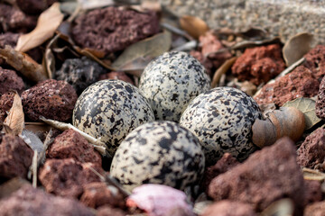 Newborn bird eggs, laid in pumice rock landscaping.  This is a Killdeer (Charadrius vociferus) nest called a scrape, laid in the median between two roads