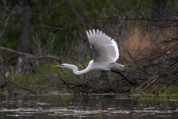 High aspect ratio flight of a Great Egret (Ardea alba). The wide wings of this large water bird...