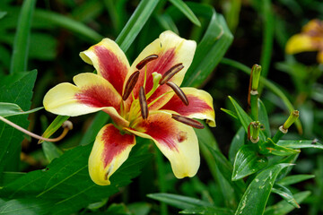 Pale yellow lily with a red petal core in a summer garden