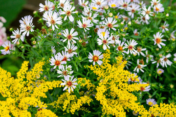 New York aster in the summer garden (Symphyotrichum novi-belgii or Aster novi-belgii)