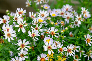 Obraz premium New York aster in the summer garden (Symphyotrichum novi-belgii or Aster novi-belgii)