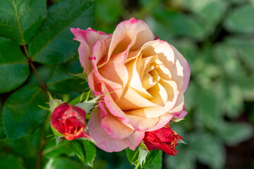 A lush pink  with a pale yellow center rose in a summer garden (floribunda)