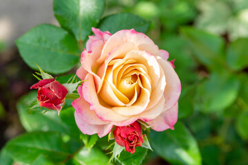 A lush pink  with a pale yellow center rose in a summer garden (floribunda)